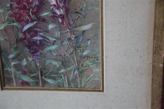 James Valentine Jelley (1885-1942) Study of Antirrhinums 15.25 x 5in.
